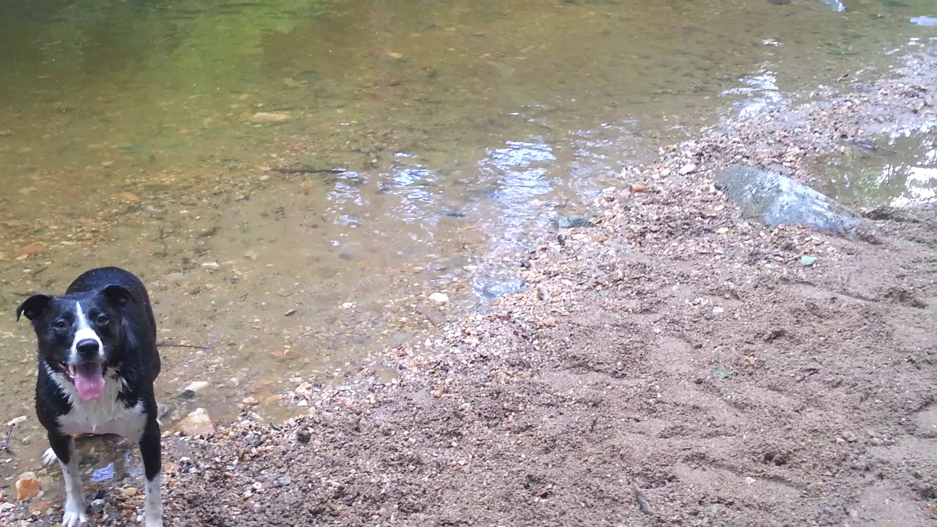 Lewis in the Creek